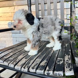Audrey - Blue merle female Bernedoodle puppy in Holtwood, Pennsylvania from Country Ridge Puppies