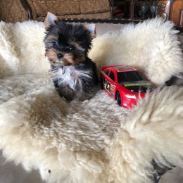 Pomeranian and Yorkshire Terrier Puppies from Dreaming Puppies