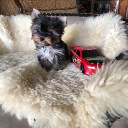 Pomeranian and Yorkshire Terrier Puppies from Dreaming Puppies