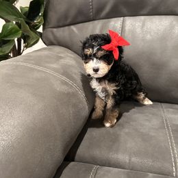 Cavapoo Puppies from ParkeLane_doodles