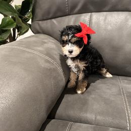 Cavapoo Puppies from ParkeLane_doodles