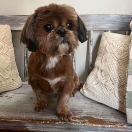 Kahn - Shih Tzu