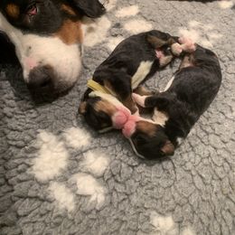 Bernedoodle and Goldendoodle Puppies from Colorado Springs Doodles