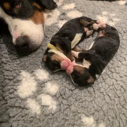 Bernedoodle and Goldendoodle Puppies from Colorado Springs Doodles