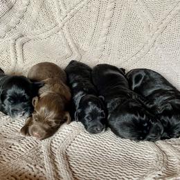 Australian Labradoodle and Labradoodle Puppies from Tango Wool Labradoodles