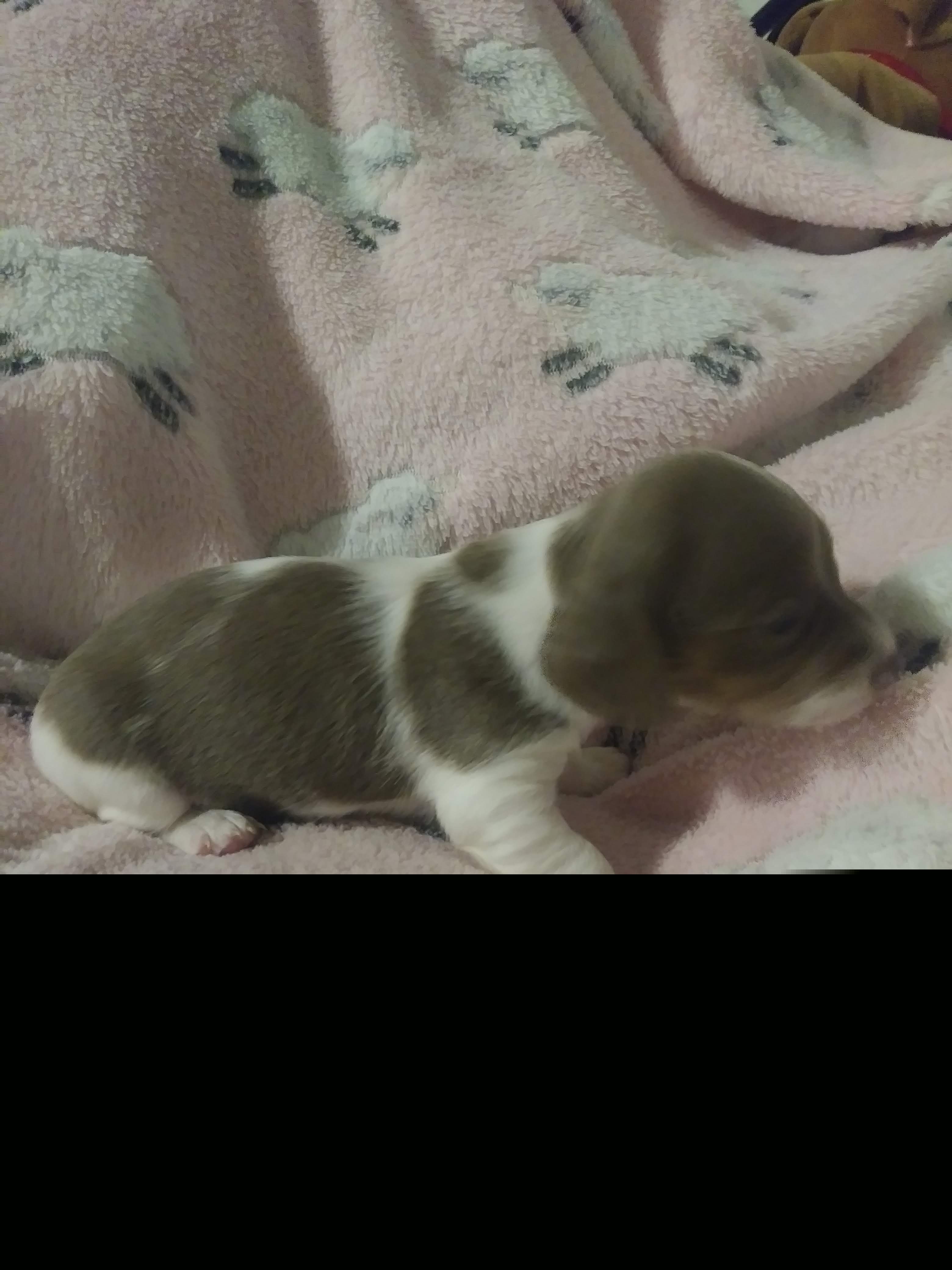 Dachshund Puppies from A&R Dachshund