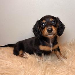 Kolt - Black and tan male Dachshund puppy in Washburn, Tennessee from Clinch Mountain Dachshunds