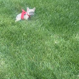 Fiona - Fawn female French Bulldog puppy in Plainfield, New Jersey from Drea's French Bulldogs