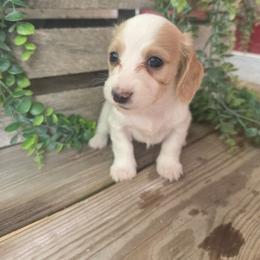 Maple - Piebald female Dachshund puppy in Grant, Michigan from Low Down Dashchuand