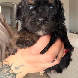 Duke (Orange) - Phantom male Bernedoodle puppy in Peoria, Arizona from Wroth's Paws