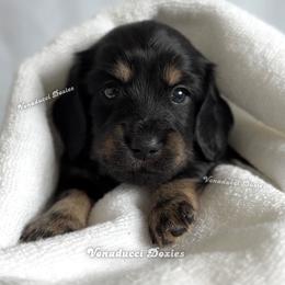 Roma - Black and cream female Dachshund puppy in Chandler, Arizona from Vonaducci Doxies, LLC.