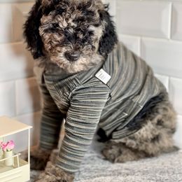 Goldendoodle Puppies from Merced Doodles