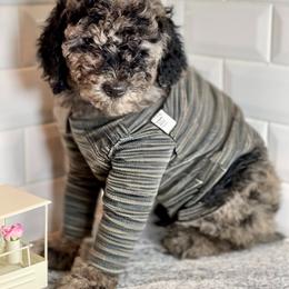 Goldendoodle Puppies from Merced Doodles