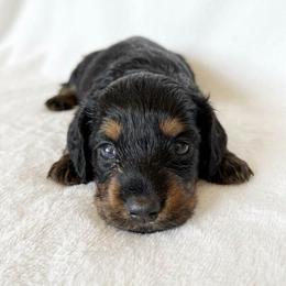 Boy 1 - Black and tan male Dachshund puppy in Burkesville, Kentucky from Bline’s Awesome Aussies, Aussiedoodles & Doxies at the Bline Family Farm