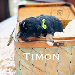 Timon (green boy) - Tri-color male Bernedoodle puppy in Waukesha, Wisconsin from Bernedoodle Boutique (and Cavapoos)
