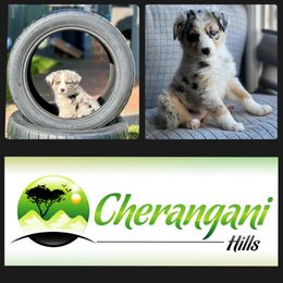 Australian Shepherd Puppies from Cherangani Hills Australian Shepherds