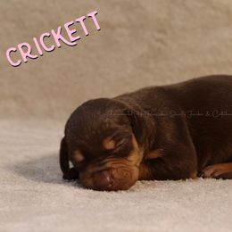 Crickett - Chocolate Catahoula Leopard Dog puppy in Trout, Louisiana from Diamond H Ranch