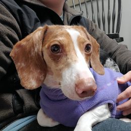 Willow - Dachshund
