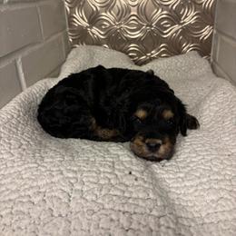 Enola - Black and tan female Cavapoo puppy in Poetry, Texas from Darling Doodles of Texas