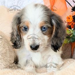 Mr. Red-3400 - Dapple male Dachshund puppy in Sparr, Florida from From the Heart Doxies
