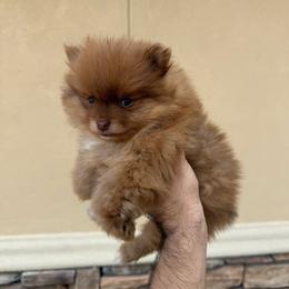 Teddy - Chocolate sable male Pomeranian puppy in Corpus Christi, Texas from Crown Rose Pomeranians