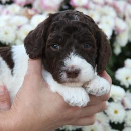 Bernedoodle, Bernese Mountain Dog, Old English Sheepdog, Poodle, and Sheepadoodle Puppies from VonDoodles Bernedoodles & Sheepadoodles