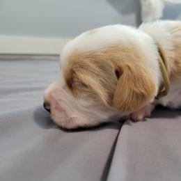 Cooper - Apricot male Assorted Doodle Crosses puppy in Blackfoot, Idaho from Lucky Pup Meadows