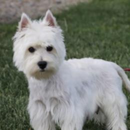 Poppy - West Highland White Terrier