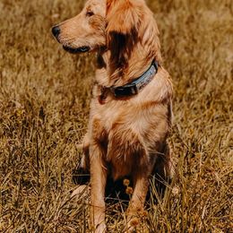 Golden Retrievers from Oak Hill Kennels