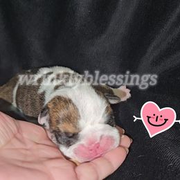 Maggie - Red brindle and white female Bulldog puppy in Granville, Iowa from Wrinkly Blessings English Bulldogs
