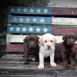 Bernese Mountain Dog and Labrador Retriever Puppies from Circle D Farms