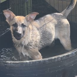Mags - Black and tan German Shepherd puppy in Alabama from Knott's Shepherds
