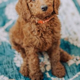 Bernedoodle and Goldendoodle Puppies from Larsen Litters
