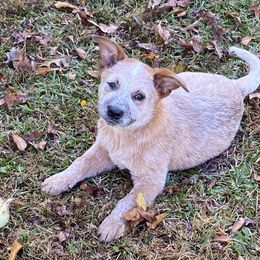Australian Cattle Dog Puppies from Tall Pines Cattle Dogs