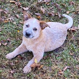 Australian Cattle Dog Puppies from Tall Pines Cattle Dogs