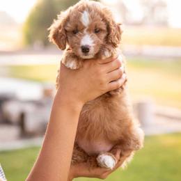 Cookie - Red  female Goldendoodle puppy in Meridian, Idaho from Country Club Doodles