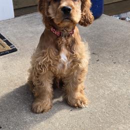 Cocker Spaniel Puppies from A&J Kennel