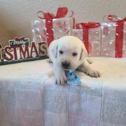 Yolanda - Labrador Retriever puppy from Marlene's Labrador Retrievers