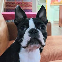 Nala - Boston Terrier