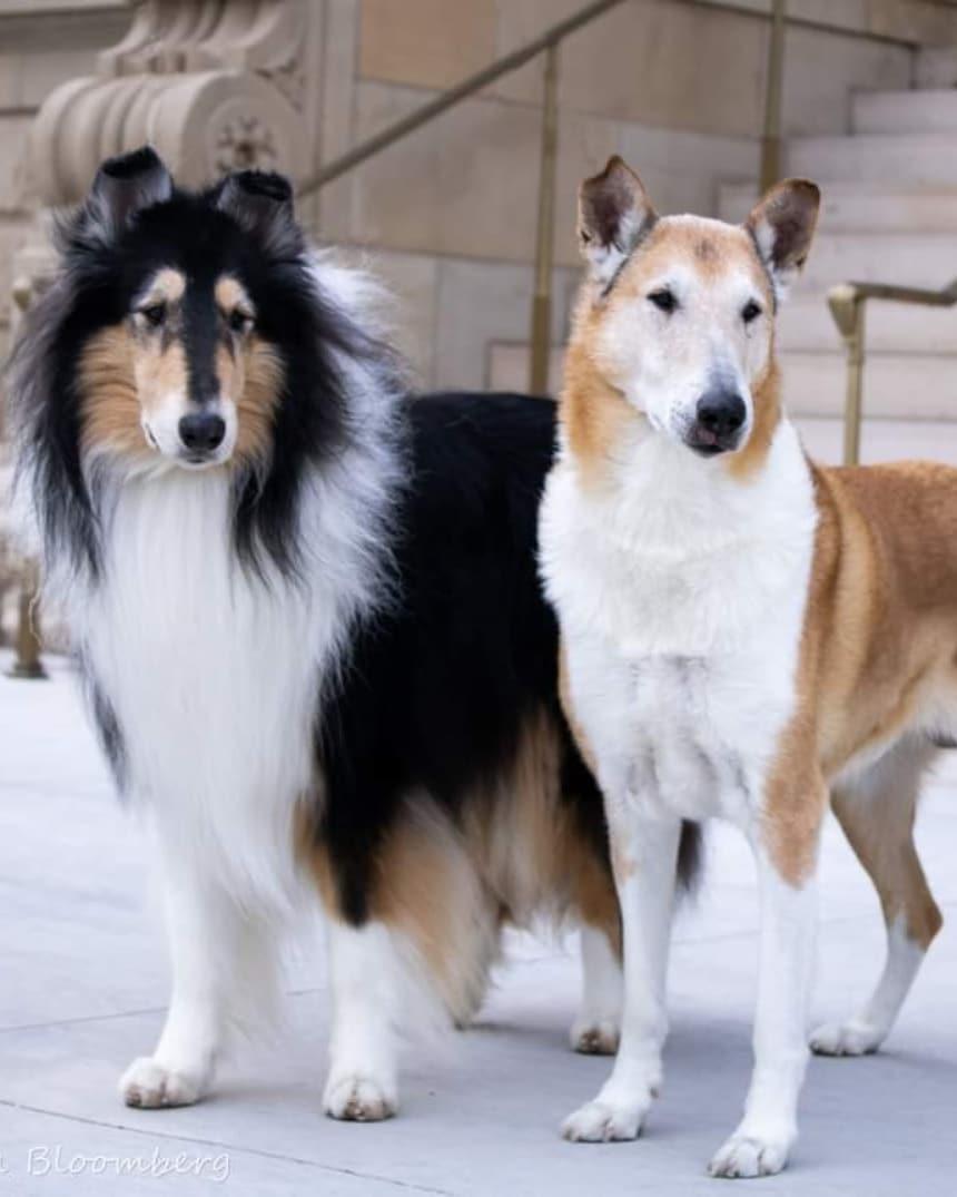 Encore Collies in Washington | Collie puppies | Good Dog
