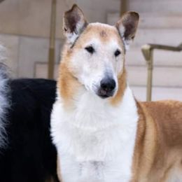 Collies from Encore Collies