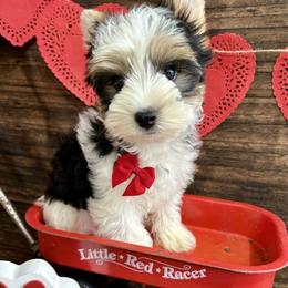 Baker - Black tan and white male Biewer Terrier puppy in Winslow, Arkansas from Morning Glory Puppies