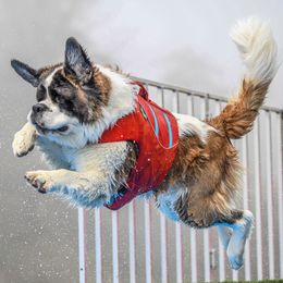 Saint Bernards from Metal Saints