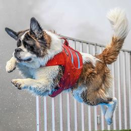 Saint Bernards from Metal Saints