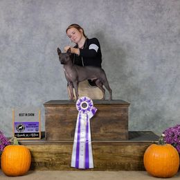 American Hairless Terrier All Grown Up from Strider’s American Hairless Terriers