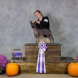 American Hairless Terrier All Grown Up from Strider’s American Hairless Terriers