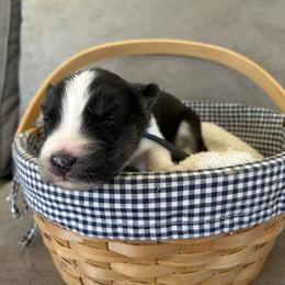 Blue - Black and white male Siberian Husky puppy in Hiram, Ohio from Nyzen Farms
