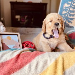 Golden Retriever Puppies from TaylerMade Goldens