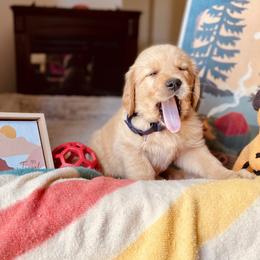 Golden Retriever Puppies from TaylerMade Goldens