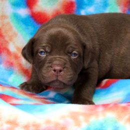 Choco - Red male Cane Corso puppy in Lusby, Maryland from Coastal View Kennels